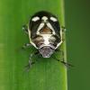Eurydema oleracea